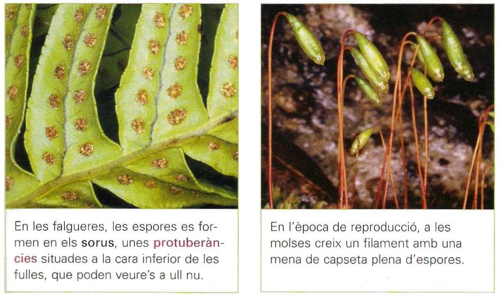 La reproducció de les plantes Les plantes sense flors ( criptògames) no produeixen òvuls ni grans