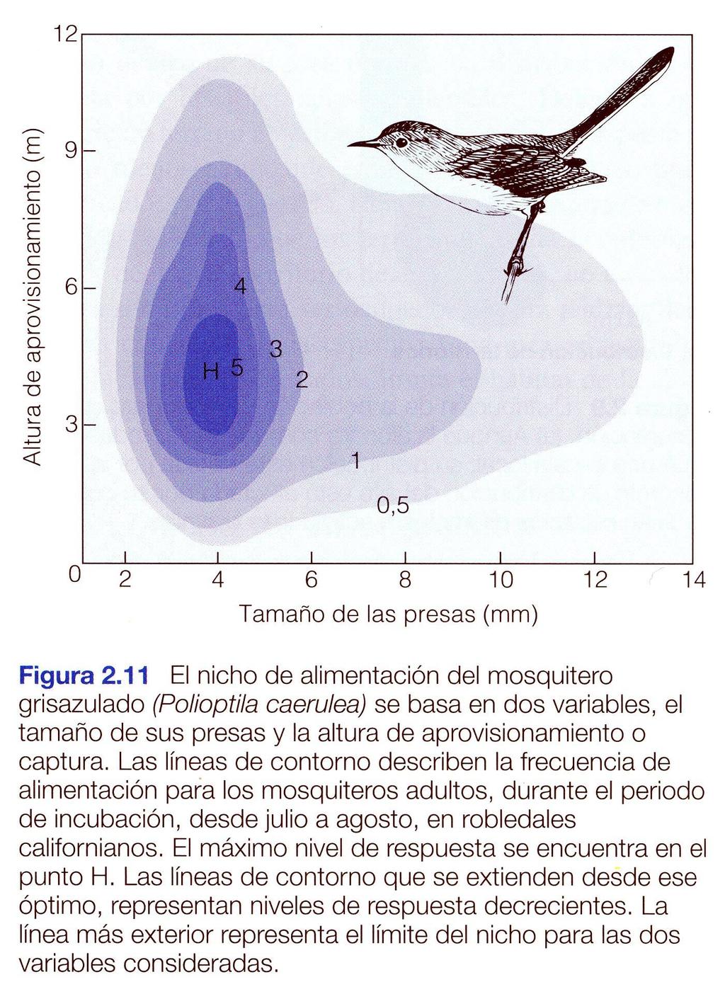 3. Nicho ecológico Smith & Smith 2000 El nicho ecológico de una especie de mosquitero se puede sintetizar en dos dimensiones: 1) rango de tamaños de las presas que consume y 2) altura del estrato de