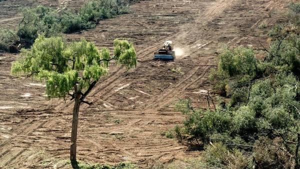 La Argentina, entre los diez países que más destruyen su riqueza forestal Recurso en peligro. Lo asegura un informe de la Organización de las Naciones Unidas. Cada año se deforestan casi 300.