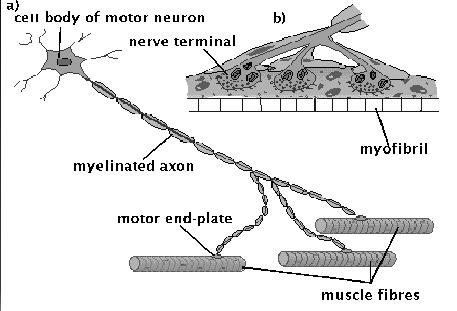 en la unión neuromuscular, produciendo relajación muscular.