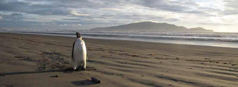 VOCEA ANIMALELOR HAPPYFEETDENOUAZEELANDA Un pinguin imperial a strabatut inot peste 3200 km,