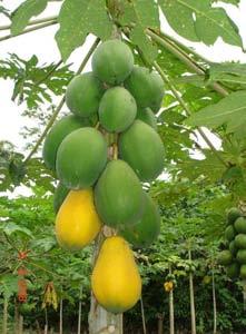 Síntesis de Gestión del IIAP 2006-2012 Mejoramiento genético de papaya en Tingo María La producción de papaya, en terrenos de Tingo María y alrededores, es de buena a óptima calidad; sin embargo la