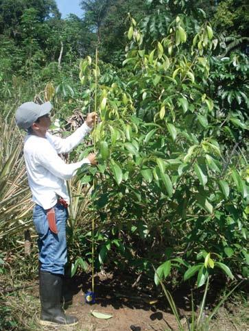 El IIAP promueve el aprovechamiento de la especie mediante un plan de manejo de pequeñas parcelas con participación de agricultores en la localidad de Tamshiyacu, cercana Iquitos.