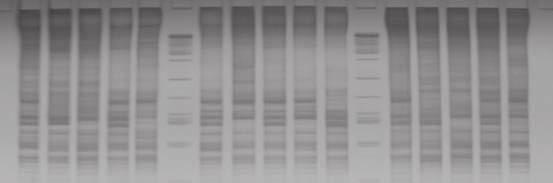 Identificación molecular del lugar de procedencia de plantas elite de camu camu, en parcelas de productores La caracterización genética de las poblaciones
