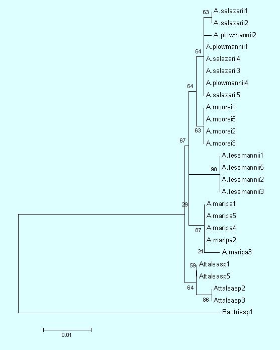 Relaciones filogenéticas entre siete especies de palmeras del género Attalea colectadas en la Amazonía peruana La taxonomía de las especies del género Attalea en el Perú aún es poco entendida, además