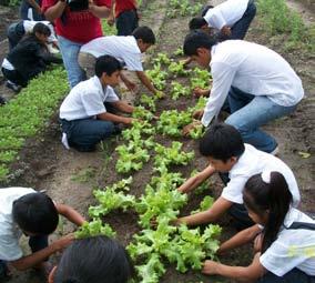 El medio elegido fue la implementación de los biohuertos escolares con hortalizas, especies medicinales y forestales, y frutales nativos.