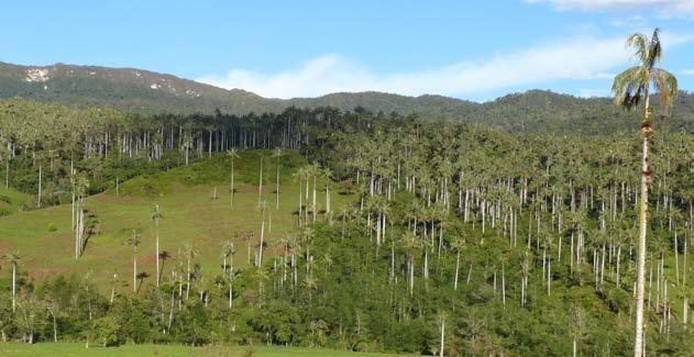 Evaluación de nuevas áreas para conservación y potenciales para el turismo El bosque de palmeras Ceroxylon de Ocol (Amazonas), el bosque de Biodiversidad de la UNSM (Cuencas del Misquiyaquillo y