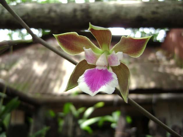 Campañas Aprendamos sobre las orquídeas en Loreto y San Martín Promoviendo el cultivo de orquídeas en Loreto Las orquídeas constituyen un grupo de la biodiversidad que ofrece expectativas para la