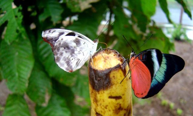 Síntesis de Gestión del IIAP 2006-2012 Campañas Conociendo y valorando a las mariposas La crianza de mariposas desarrolladas por el PIBA constituye un