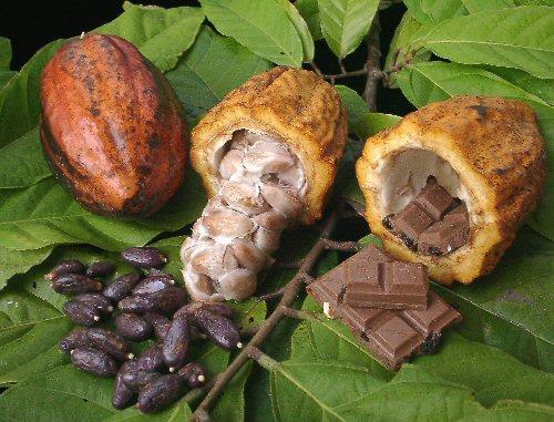 Cómo funcionan los secaderos de cacao de IRCONFORT? Como anteriormente se ha indicado, los equipos funcionan mediante FIR emulando al sol.
