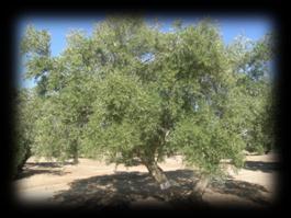 5.- Poda de renovación en olivar tradicional Estrategias de renovación ensayadas (continuación) ACLAREO RAMAS TESTIGO Consiste en realizar