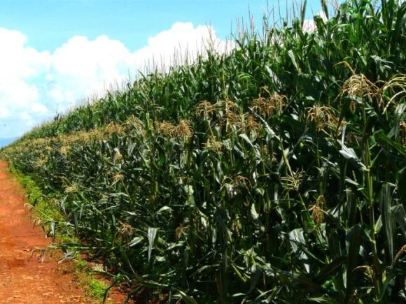 Cultivo y consumo El maíz es el cultivo más importante de México por varias razones: se producen alrededor de 18.2 millones de toneladas en una superficie de 8.