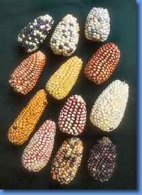 Cultivo y consumo Entre los cientos de maíces tradicionales usados diariamente por los campesinos e indígenas de México existen los más diversos colores - blancos, rojos, amarillos, azules, negros,