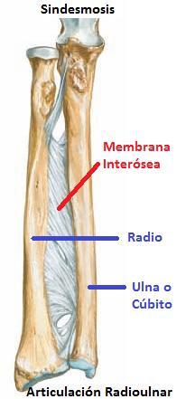 I-. ARTROLOGÍA Tema 3: Generalidades de Artrología y Miología Las Articulaciones derivan del tejido mesenquimático que da origen a tejido óseo, fibroso y cartilaginoso.
