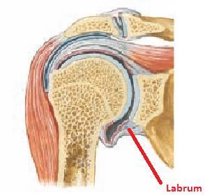 - Sincondrosis: Articulación entre costillas y cartílago costal, articulación entre esfenoides y occipital en base del cráneo (Osificación endocondral, inicialmente presenta cartílago en superficies