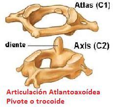 Por ejemplo, la articulación calcaneocuboidea, trapeciometacarpiana y la esternoclavicular. 4.