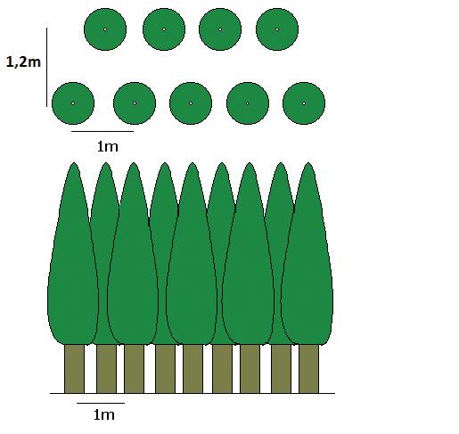 Cortina doble de álamo, distanciada 1,2 m entre hileras y 1 m entre plantas, plantadas a tresbolillo (Figura 8). Figura 8.