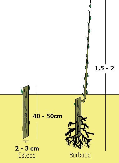 los daños por animales serán mayores. En el caso de utilizar estacas, éstas deben tener de 40 a 50 cm de longitud (Figura 11). Figura 11.