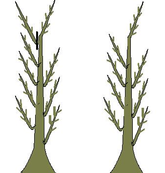 durante los primeros años de la plantación. Nunca se debe podar más de la mitad de la altura del árbol porque esto afectaría su crecimiento (Figura 21). Figura 20.