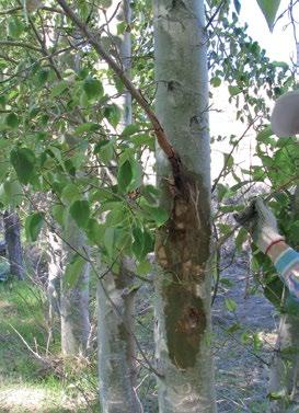 Reconocimiento: - Síntomas: ramas secas y muertas asociadas a manchas húmedas sobre el tronco (Figuras