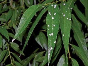 Producen una abundante mielecilla (compuesto azucarado) que cubre las hojas e incluso las ramillas y se cristaliza y oscurece con el tiempo.