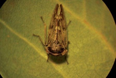 14.1.5. Cotorrita del álamo Nombre científico: Rhytidodus decimusquartus (Schrank) (Hemiptera: Cicadellidae).
