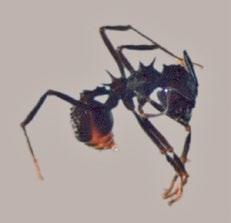 14.2.3. Hormigas cortadoras Nombre científico: Acromyrmex lobicornis (Hymenoptera Formicidae) Sinonimia: no tiene.