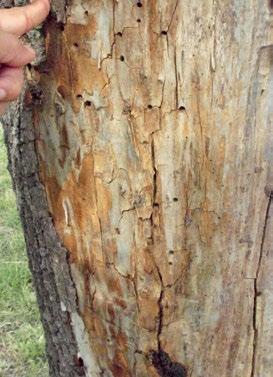 Además de introducir al hongo en la madera, las hembras introducen un mucus tóxico en la planta que contribuye con su debilitamiento y posterior muerte.