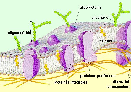 ORGANIZACIÓN DE LA MEMBRANA PLASMATICA Para poder llevar a cabo una prolija función, la membrana plasmática tiene una organización especial: Los fosfolípidos se organizan en una bicapa, dado que sus