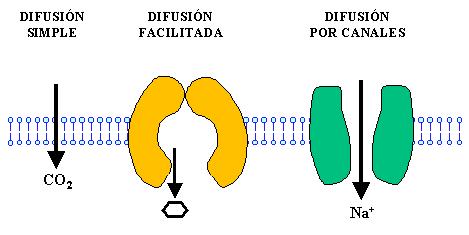DIFUSIÓN SIMPLE La difusión simple es un transporte en el cual la sustancia transportada cruza sin problemas la membrana plasmática a través de pequeñas aperturas entre los fosfolípidos llamados