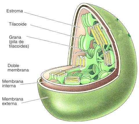 CLOROPLASTO Todas las partes verdes de una planta poseen cloroplastos. El color verde proviene de los pigmentos de clorofila contenidos en los cloroplastos.