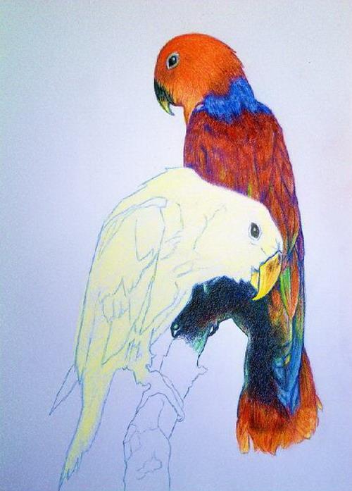 Ahora podemos ver el loro rojo ya terminado. El extremo de las alas con verdes, azules y naranjas. El final de la cola con rojos claro y oscuro sobre una base de amarillo y sombras con azul.
