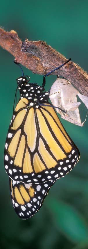 13 14 Las mariposas monarcas beben néctar,