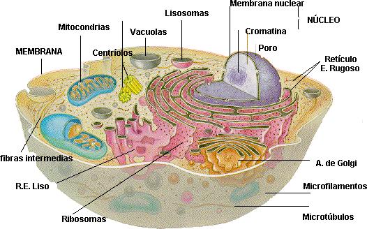 Tipos de células eucariotas Célula