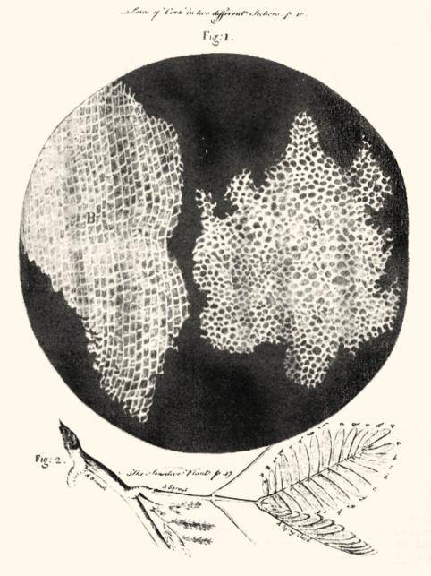 Descubrimiento de la célula Robert Hooke (siglo