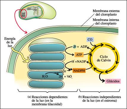 Nutrición celular En la nutrición autótrofa (células vegetales): La célula atrapa la energía de la luz solar.