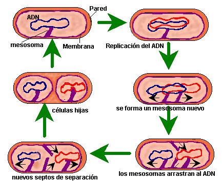 Reproducción celular La función de reproducción consiste en que a pardr de la célula progenitora se originan dos o más descendientes.