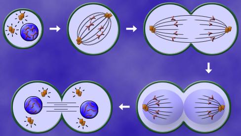 Reproducción Celular En las células eucariotas se produce la división por un proceso llamado mitosis : 1º en la profase : el ADN se encuentra en forma de cromosomas, la membrana del núcleo se deshace