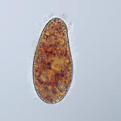 Son microscópicos y pueden ser procariotas (bacterias) o eucariotas (algas,