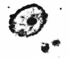 Figura 7. Formación de galaxias anulares. La parte superior muestra una simulación de un choque de galaxias (Alar Toomre, 1978). La galaxia mayor se representa por un disco de 2000 partículas.