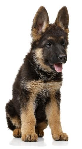Ser y estar Pluto es el perro de Lin y Alberto. Es un pastor alemán marrón y muy juguetón.