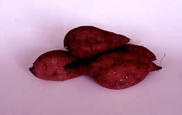 Ipomoea batatas Perenne Órgano de consumo raíz