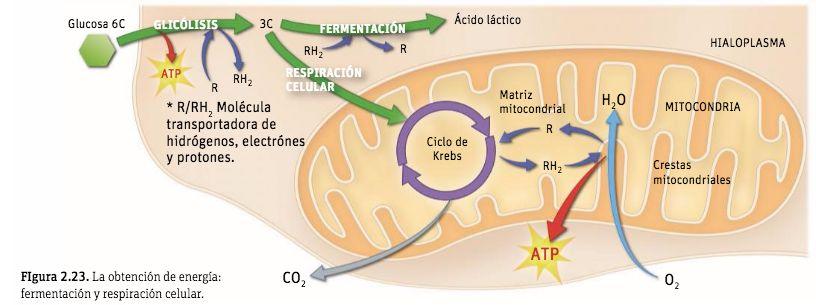 EN RESUMEN: RESPIRACIÓN CELULAR El compuesto de 3C de la glucólisis entra en la matriz mitocondrial y se completa su oxidación (ciclo de Krebs).