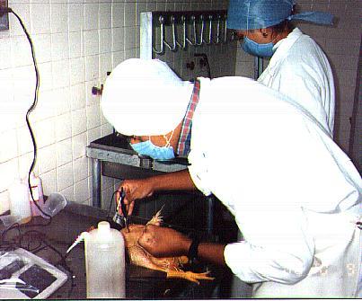 Área de Sanidad e Higiene Animal Inmunología* Enfermedades en Producción animal* Sistemas de