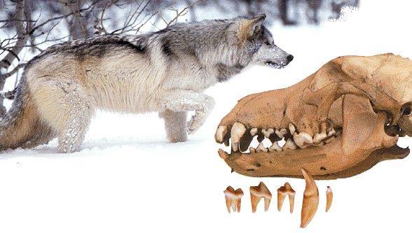 El lobo y otros muchos depredadores tienen sus dientes