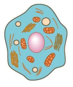 Tipos de células Procariota Más pequeña y