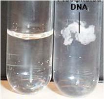 celular y de núcleos en el caso de eucariontes (para DNA) (detergentes, proteasas,
