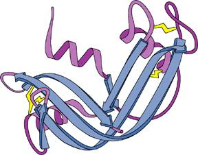 ENZIMAS PARA MANIPULACIÓN N DEL ADN in vitro Endonucleasas No Sitio Específicas Mung bean: : corta ADN simple cadena Nucleasa S1: : corta regiones simple cadena de ADN DNasa I: corta ADN doble o