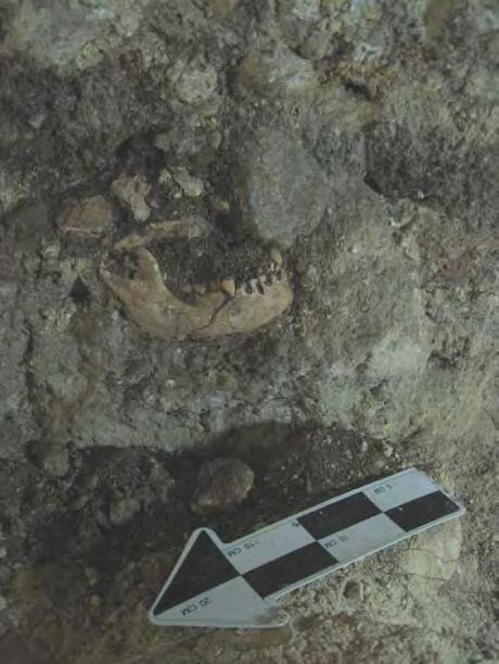 38 Figura 27. Cráneo desarticulado de un individuo joven de sexo indeterminado (Foto por Antonieta Cajas. Fuente: Cajas 2013: 136) En 2011, se hicieron excavaciones en el Patio Norte del Grupo 13R-II.