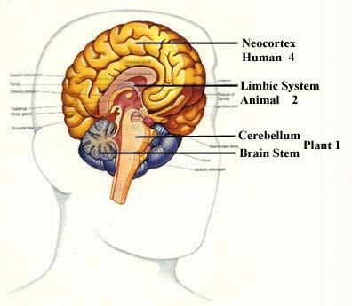 Red cortical: atención selectiva Cortex parietal (funciones sensoriales de la atención) Cotex Límbico o cingulada